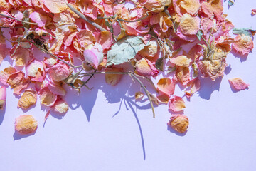 Dried petals of tea rose on blue background. Hard shadows.