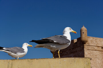 Fototapeta premium Two seagulls sitting on the city wall of Essaouira, Morocco. In the background, out of focus, an old brick watchtower.
