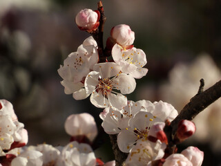branches of blooming apricot tree with flying bees and insects collecting the pollen