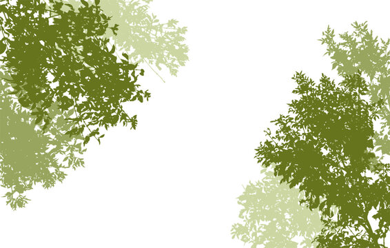 Deciduous branches of trees silhouette, background. Vector illustration