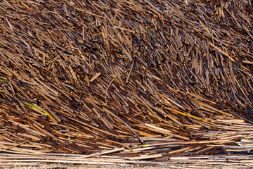 Broken pieces of reeds blown by the wind in the water