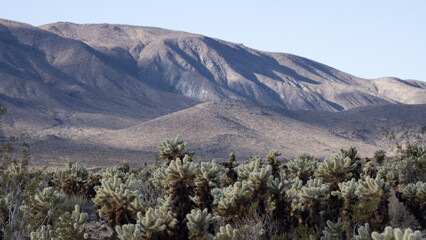Cholla Cactus in the desert