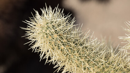 Cholla Cactus in the sunshine