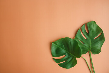 Tropical mostera leaf on colorful background. Flat lay, top view. Creative layout. Summer concept
