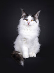 Excellent harlequin Norwegian Forest kitten, sitting up facing front. Looking towards camera. Isolated on a white backgroudnd.