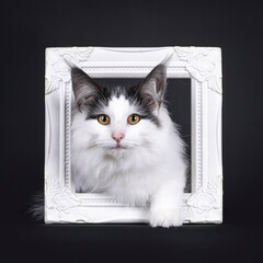 Excellent harlequin Norwegian Forest kitten, laying down through white picture frame. Looking towards camera. Isolated on a white backgroudnd.