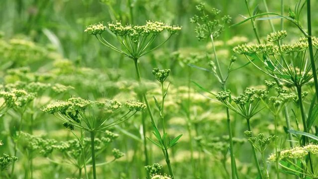 Blooming fennel or dill in the vegetable garden. Dill umbrellas in summertime. Dill is aromatic herb. Rural area. Beautiful green abstract nature background. Close-up, slow motion, selective focus