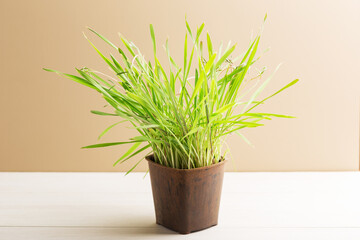 Green fresh indoor grass in а pot. Cat grass for cat health.