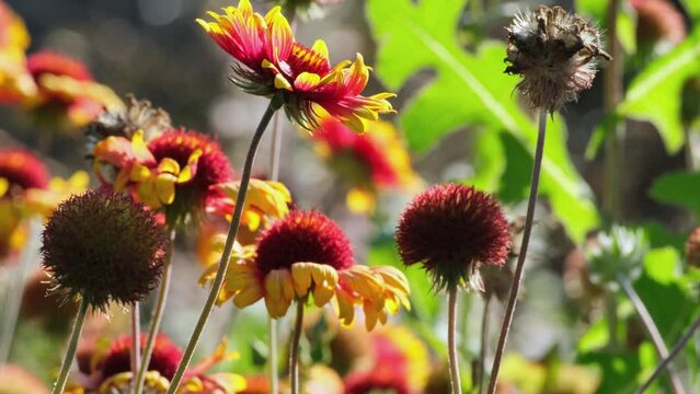 Gaillardia pulchella flowers. Red and yellow gaillardia flowers in the garden on the flowerbed swaying in the wind. Firewheel, Indian blanket, Indian blanketflower or Sundance flowers selective focus