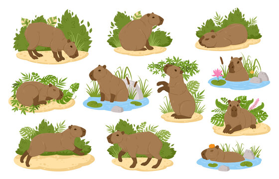 Capybara animals. Cartoon semi-aquatic wild animals, cute herbivore mammals in natural habitat flat vector illustration set. South America fauna