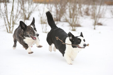 Welsh corgi cardigan running in the snow