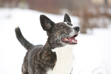 Nice welsh corgi cardigan in the snow