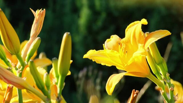 Beautiful yellow lily flowers in the garden. Flower in the garden in a sunny day. Hemerocallis lilioasphodelus is also called Lemon Lily, Yellow Daylily, Hemerocallis flava. Nature background 
