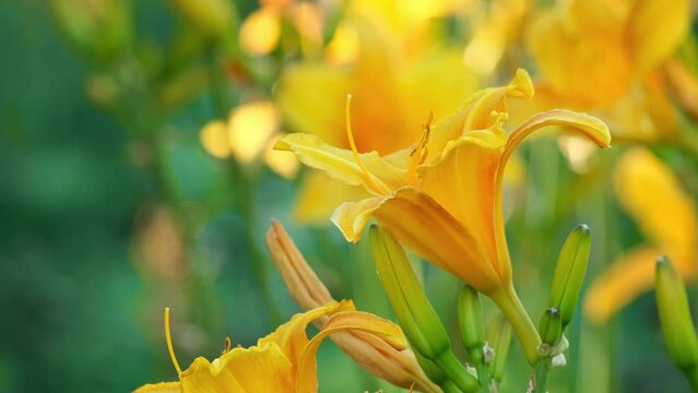 Yellow lily flowers grow in the garden. Hemerocallis lilioasphodelus is also called Lemon Lily, Yellow Daylily, Hemerocallis flava. Nature background 