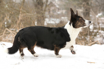 Nice welsh corgi cardigan in the snow