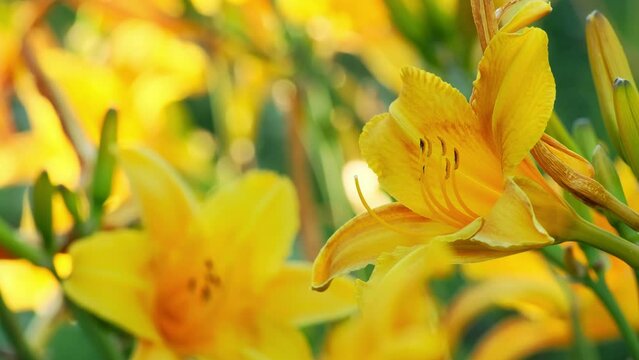 Beautiful yellow lily flowers in the garden. Flower in the garden in a sunny day. Hemerocallis lilioasphodelus is also called Lemon Lily, Yellow Daylily, Hemerocallis flava. Nature background 