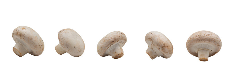 Natural white mushrooms on a transparent isolated background, lying in a row in different directions. Horizontal. PNG. For text. Photo in high quality