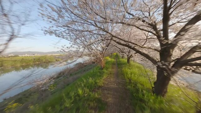 Sakura cherry blossom trees in sunrise 