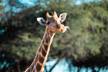 Funny Close-Up Portrait of Wild Giraffe Sticking Out Its Tongue