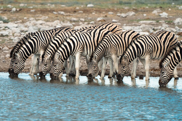 Fototapeta na wymiar Group of Wild Zebras Drinking at African Waterhole