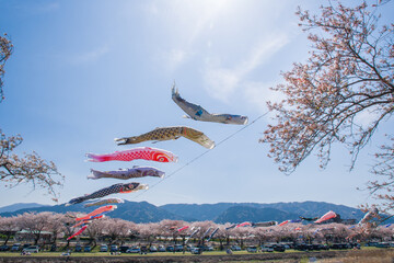 桜の木に泳ぐ鯉のぼり（相川鯉のぼり一斉遊泳）