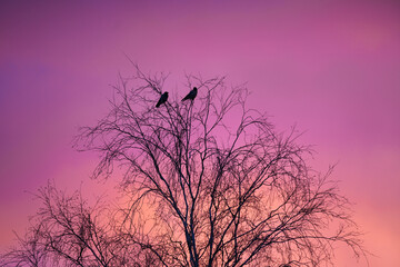 Birds in tree, sunset