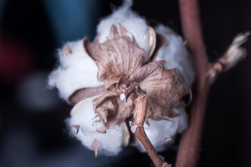Real pretty cotton box on stem