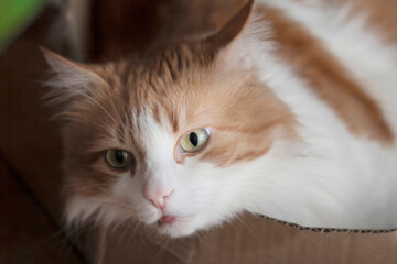 Obraz premium Adult pensive ginger cat in twilight
