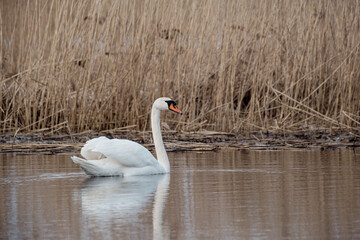 swan on blue lake water in sunny day, swans on pond, nature series