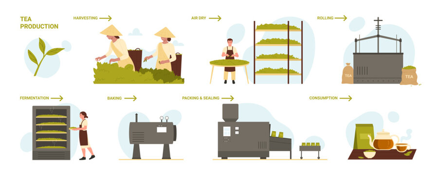 Tea production stage infographic set vector illustration. Cartoon production process with harvesting on tea plantation, air drying, rolling and fermentation in industrial equipment, baking and packing
