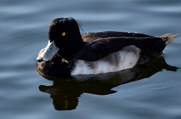 キンクロハジロ