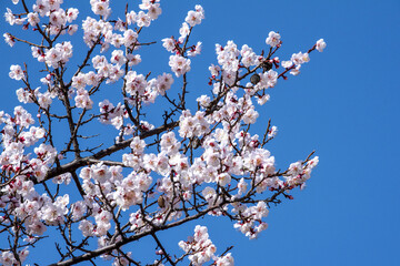 The beautiful Plum blossom,Apricot blossom on spring time background blue sky.