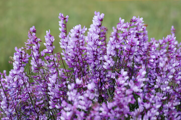 Obraz premium Purple flowers in nature. Floral background.