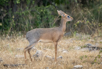 Wild Dik-Dik in Natural Habitat in Africa