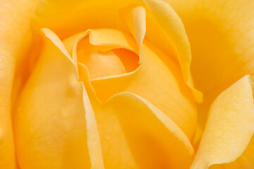 close up of yellow rose flower - Powered by Adobe