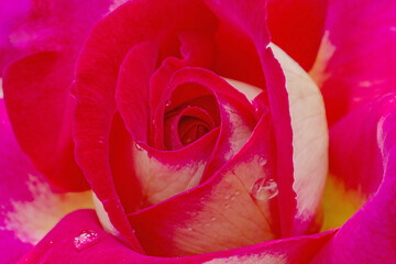 close up of beautiful purple rose flower