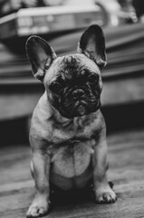 French bulldog puppy look sadly to the camera.