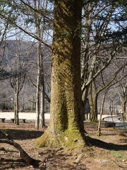 冬枯れの公園の景色