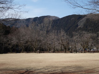 冬枯れの公園の景色