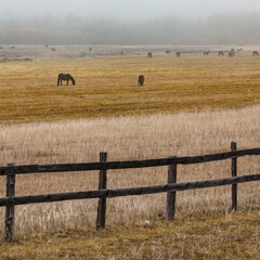 Obraz premium Foggy countryside in autumn with color full grass, horses and old wooden fence on yellow rural field