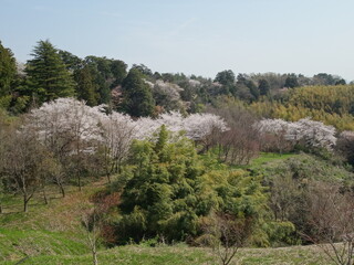 山に咲く桜の花
