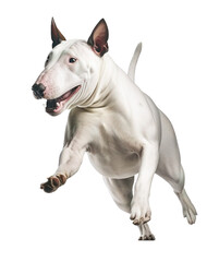 illustration of a Bull Terrier on transparent background