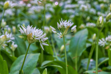 Blühender Bärlauch
