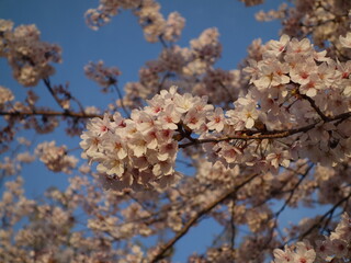 満開の桜の花