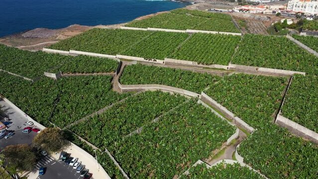 Aerial drone footage of the beautiful town of Costa Adeje, Santa Cruz de Tenerife in Spain showing a green Banana Farm and banana plants on a sunny day in the summer time.