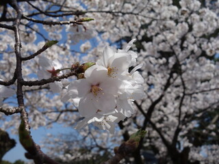 青空の下の満開の桜の花