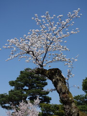 青空の下の満開の桜の花