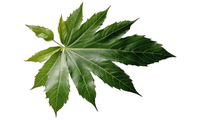 植物、緑、観葉植物、自然、葉