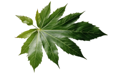 植物、緑、観葉植物、自然、葉