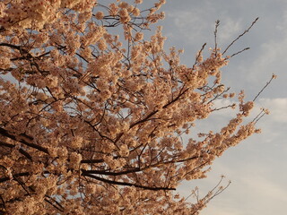 夕暮れ時の桜の花